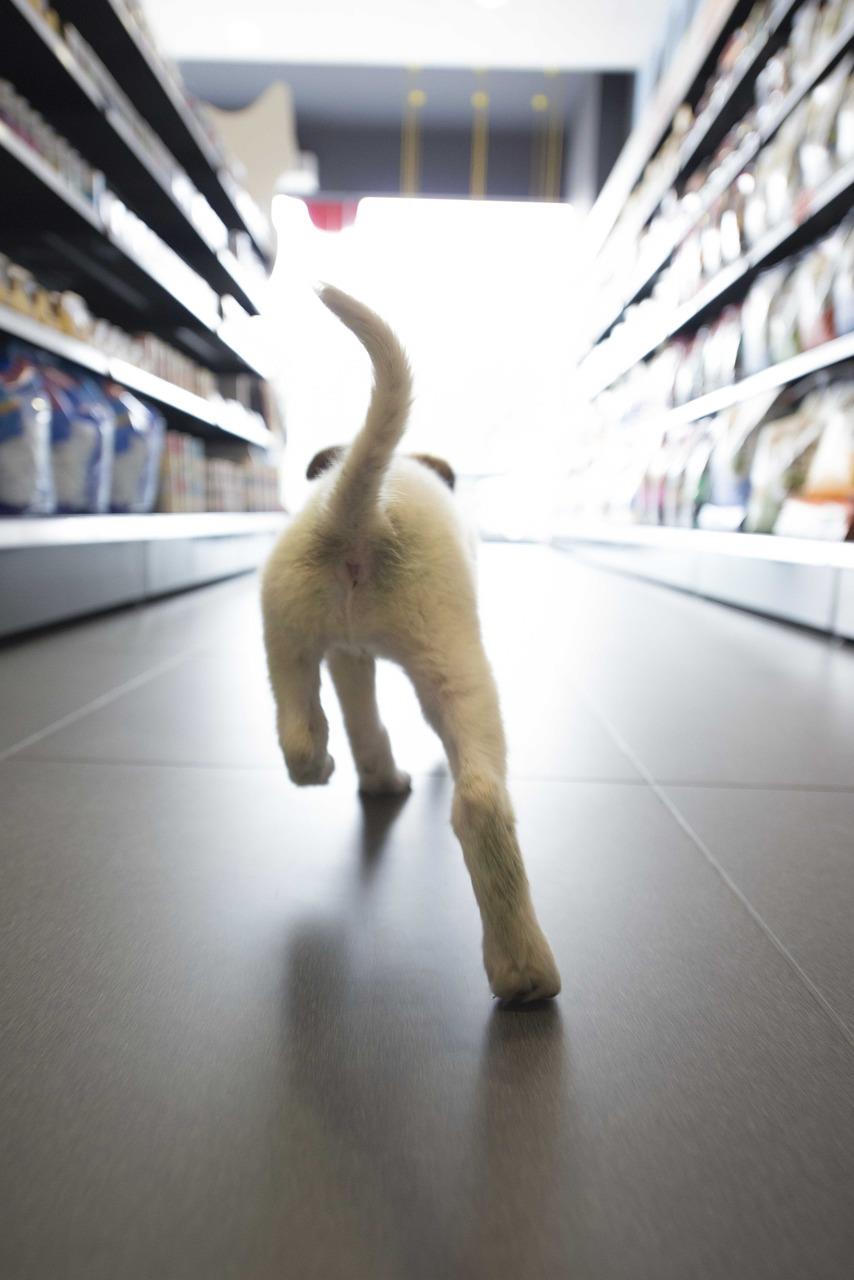 Dierenspeciaalzaak in Rotterdam