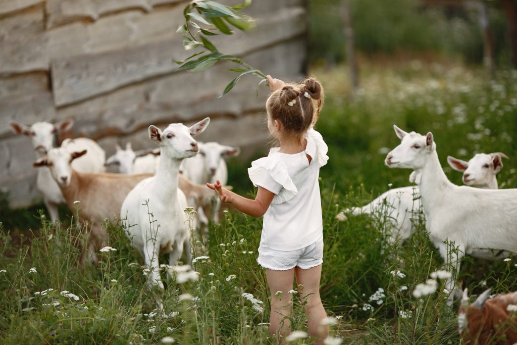 Kinderboerderij in Rotterdam